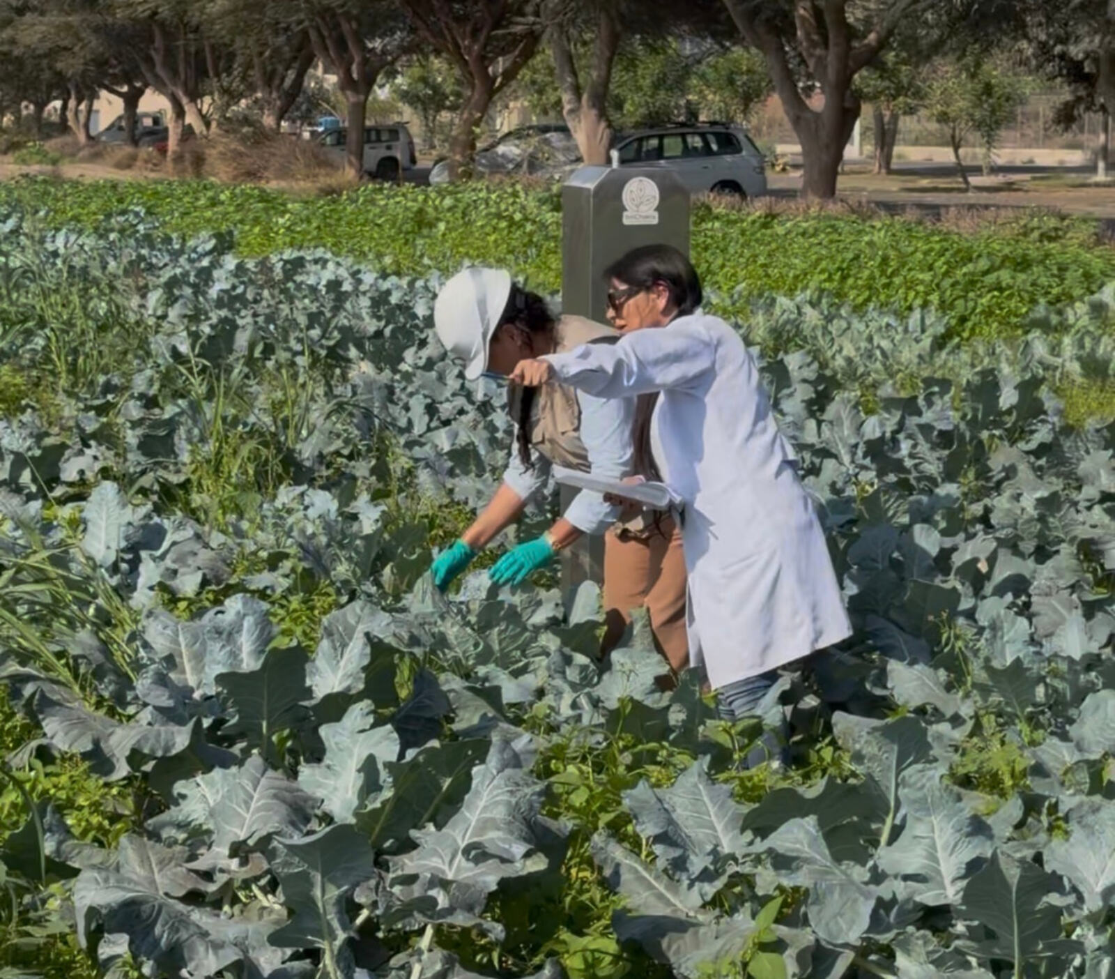 Equipo técnico de bioChakra monitoreando un cultivo de brócoli junto al módulo de producción