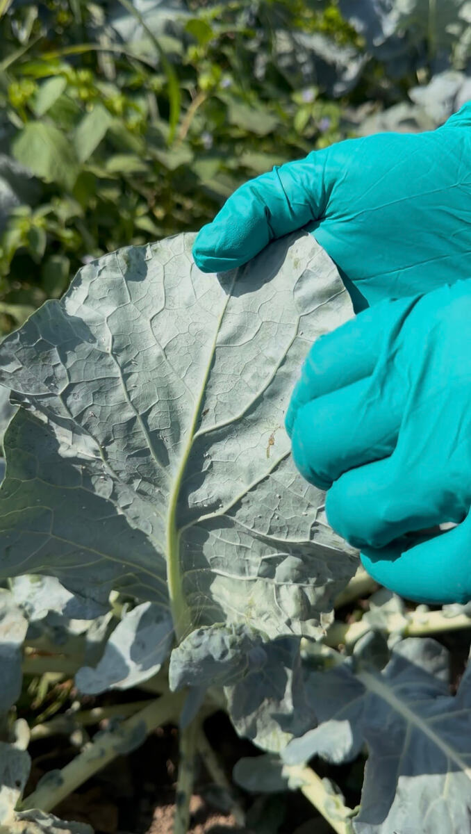 Hoja de brócoli con daño de plaga inspeccionada en campo